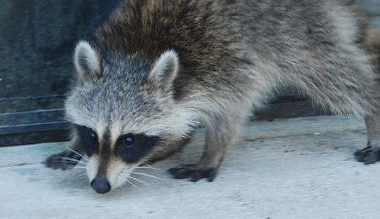 Raccoon Removal in Portage