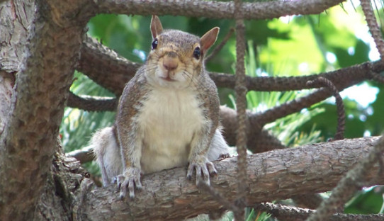 Squirrel Removal in Portage